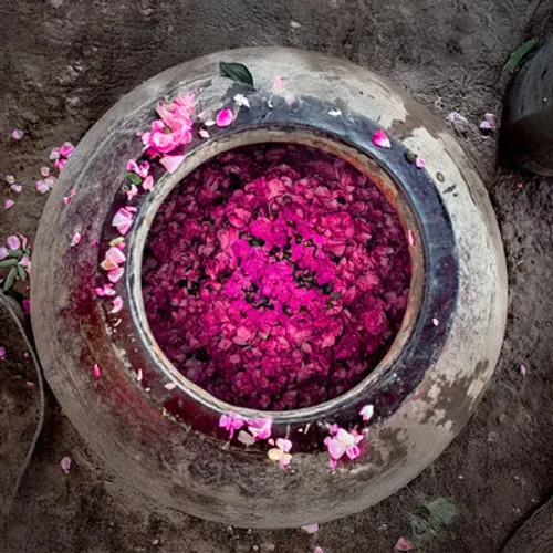 rose petals in a deg